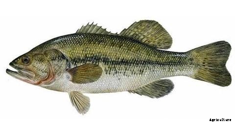 The Best Fish for Aquaponics