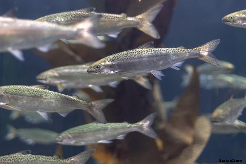 The Best Fish for Aquaponics