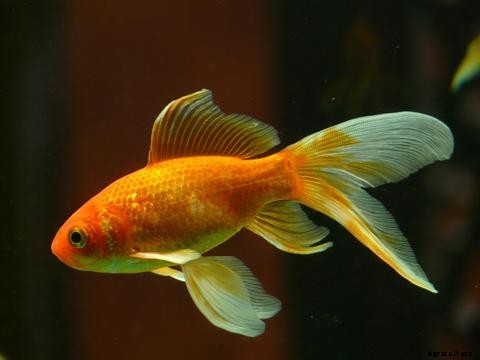The Best Fish for Aquaponics
