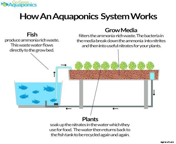 What Is A Media Based Aquaponics System?