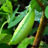 The Best Plants For Aquaponics