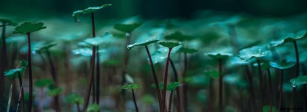 Nutrients and Bacteria in Aquaponics