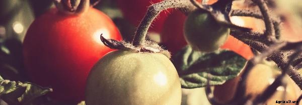 What Do Fish & Plants Need to Thrive in an Aquaponics System?