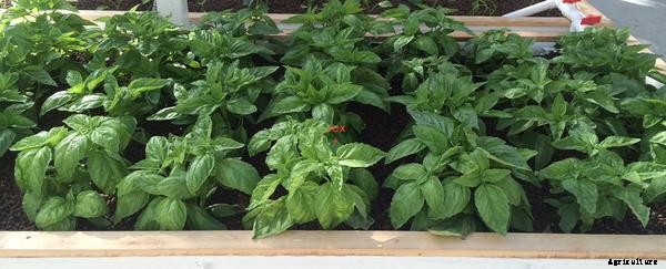What Are The Benefits of Aquaponics? Organic Farming and More Benefits