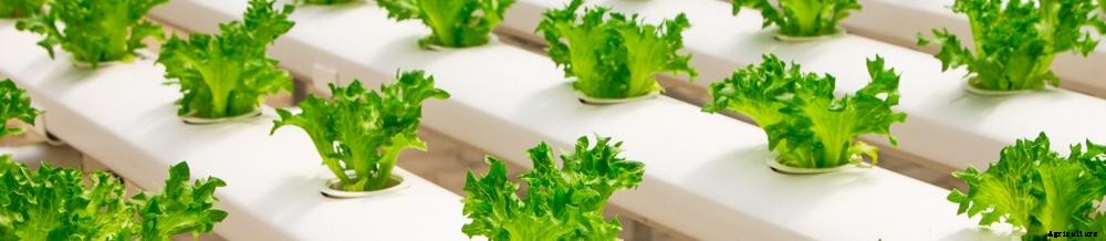 Basics of Aquaponics: 5 Key Elements of an Aquaponics System