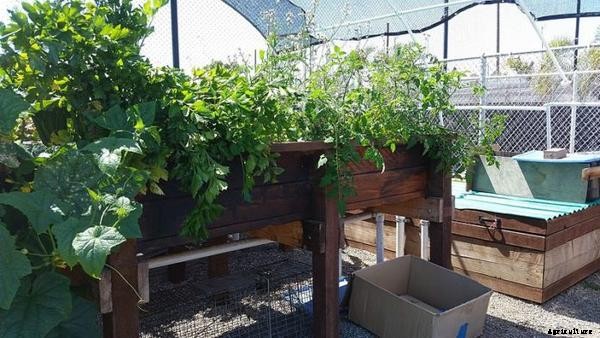 Aquaponics Greenhouse Design- How To Use Them in Eco Cities