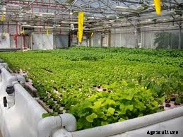 What is Aquaponics and How Does it Work?