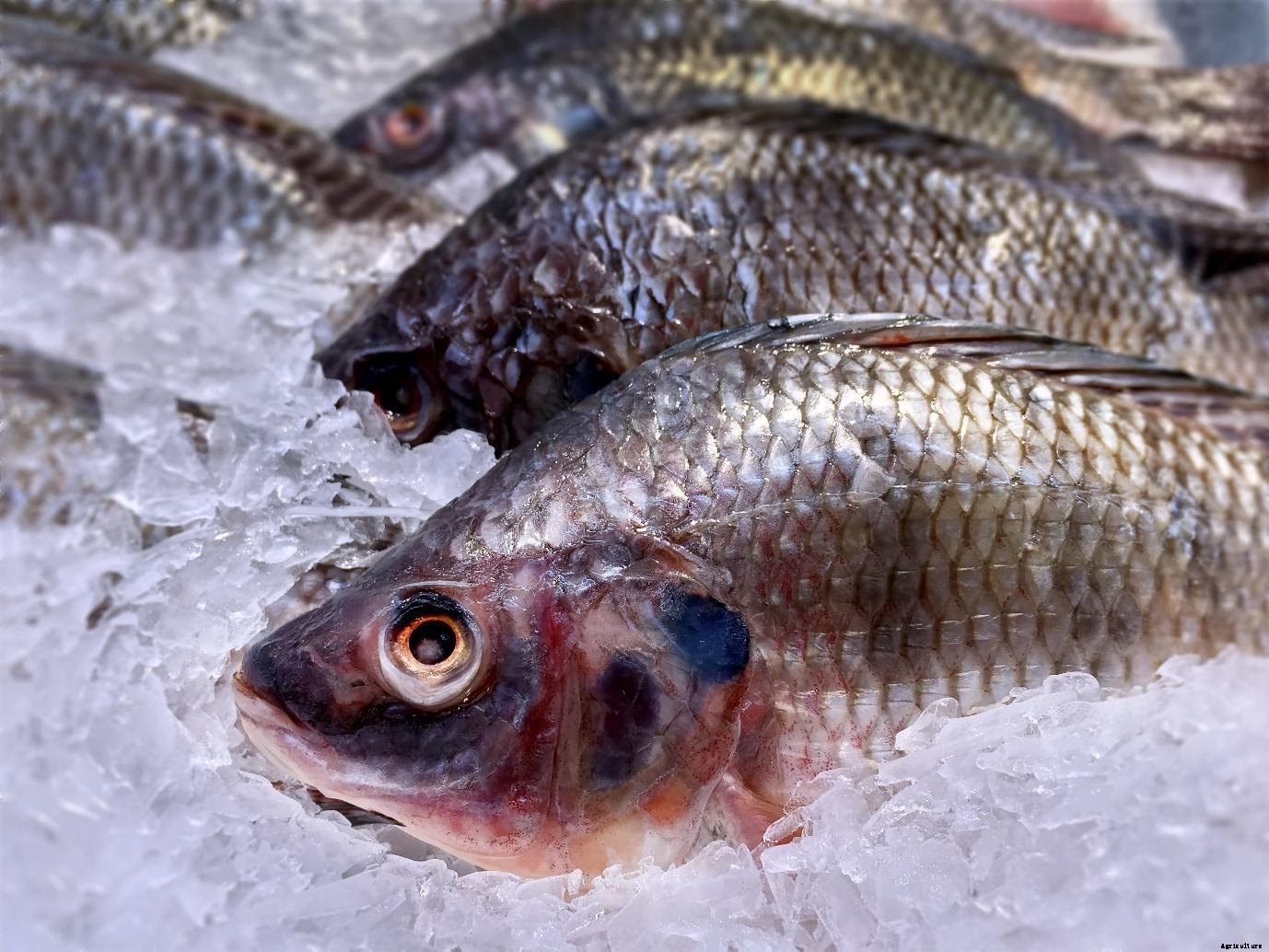 7 Fish to Get Started with your Biofloc Fish Farm in India