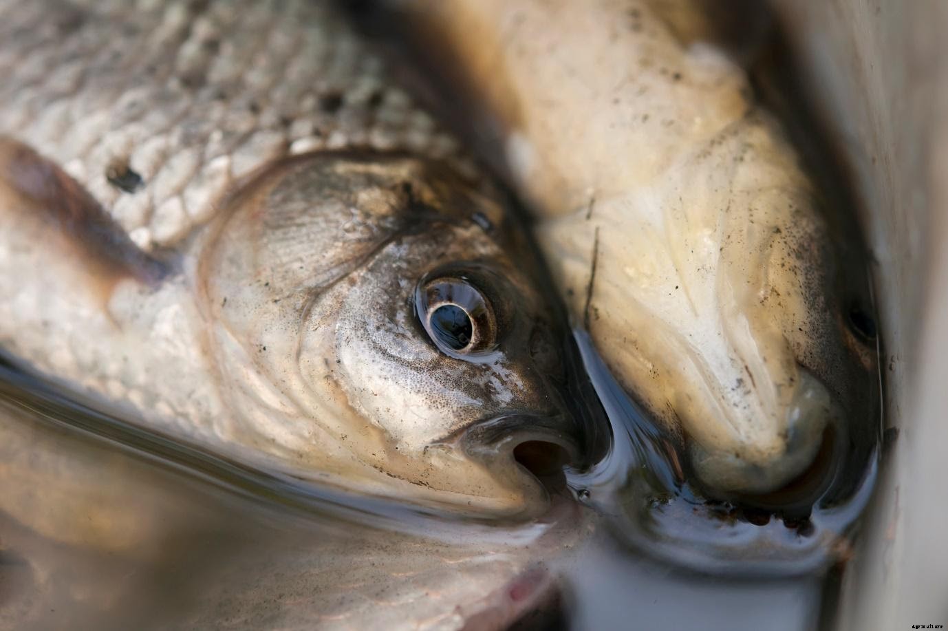 7 Fish to Get Started with your Biofloc Fish Farm in India