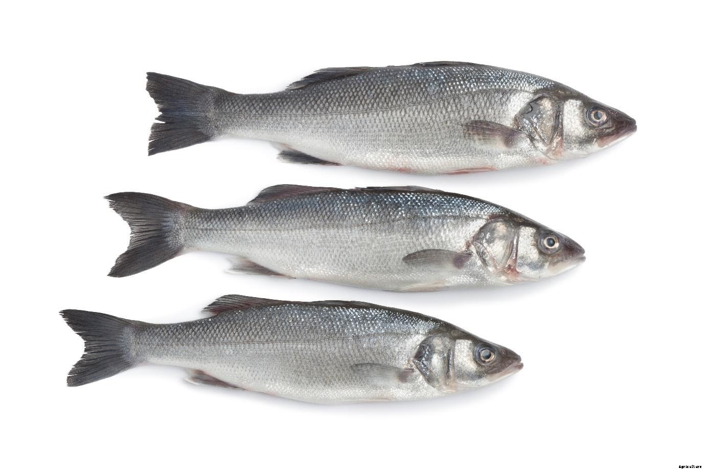 7 Fish to Get Started with your Biofloc Fish Farm in India