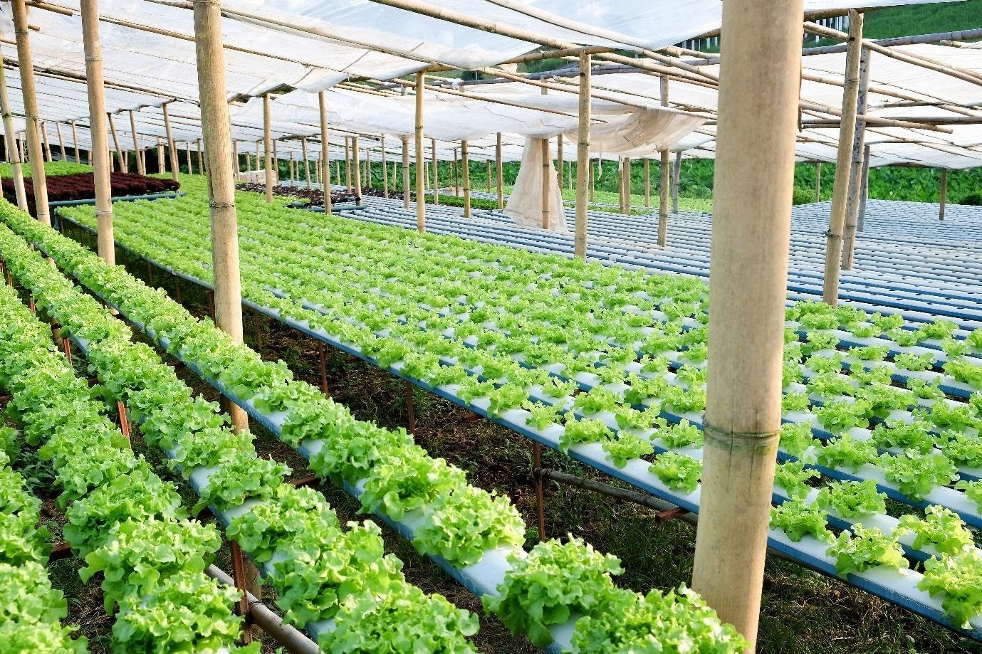 5 Agribusiness Ideas to Future-proof Your Income Stream