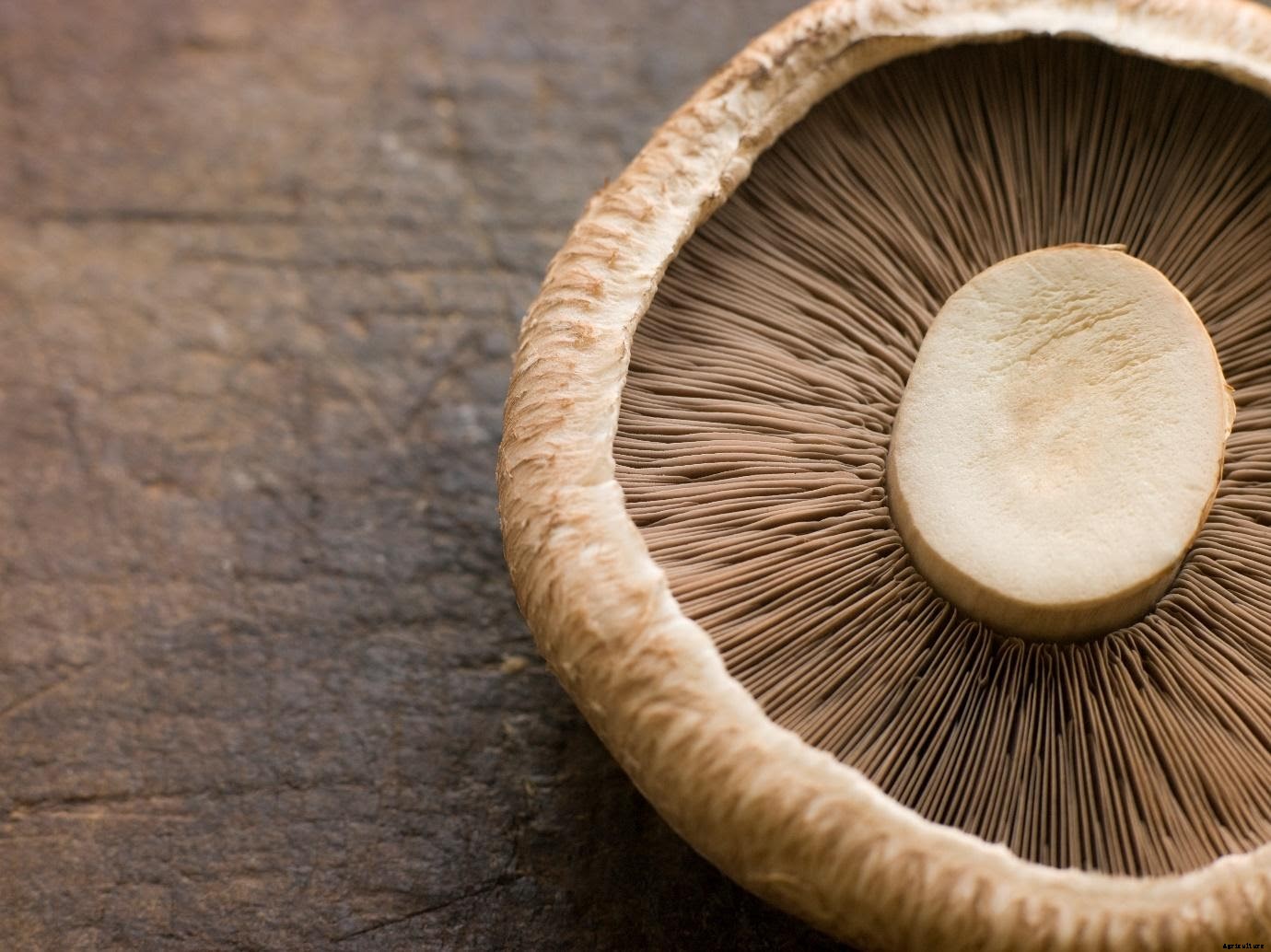 10 Tools (and equipment) you need to start your own Mushroom Farm in India