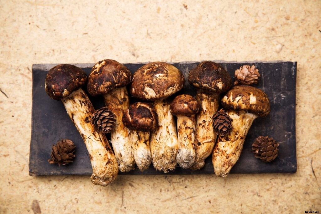 Subsidy Guide for Mushroom Cultivators in India