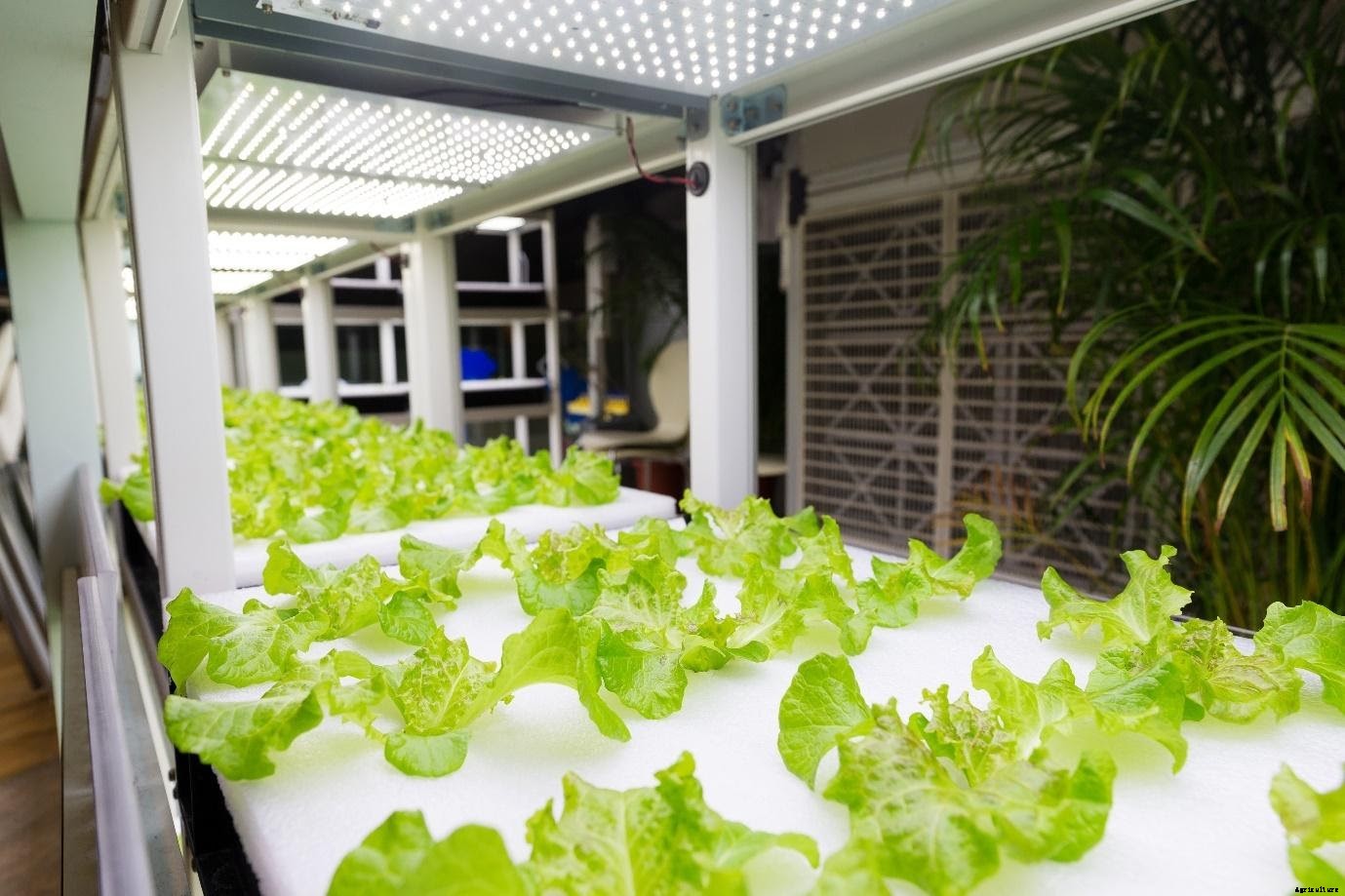 6 Types of Hydroponic Systems for Home-farming Set-up