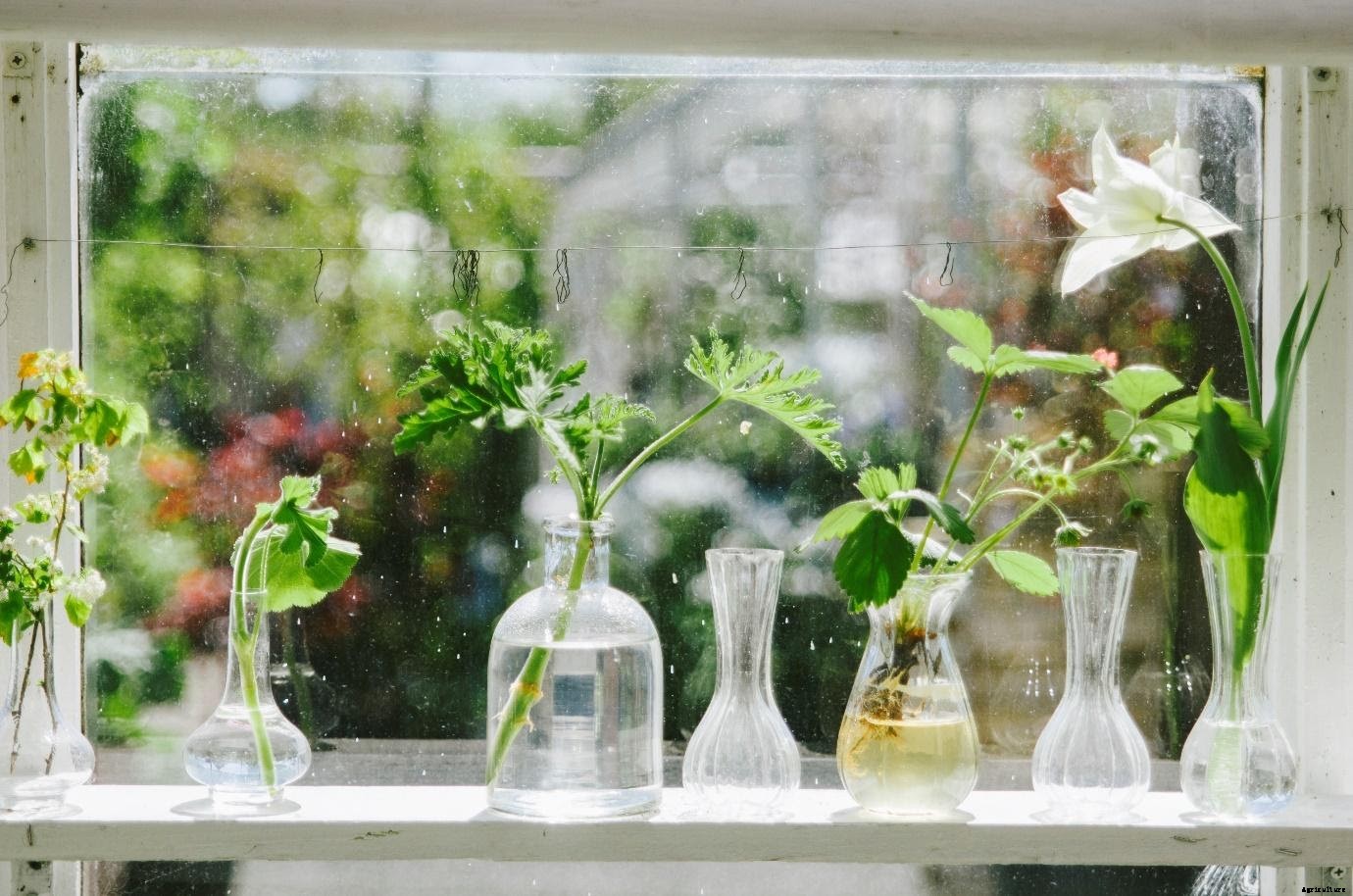 6 Types of Hydroponic Systems for Home-farming Set-up