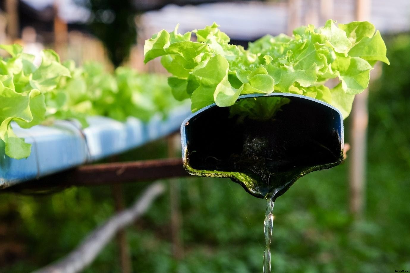 6 Types of Hydroponic Systems for Home-farming Set-up