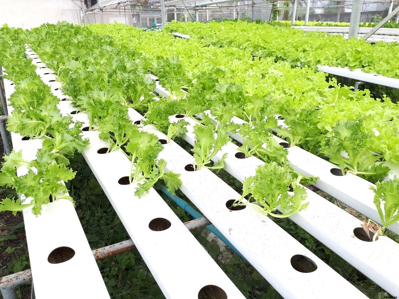 6 Types of Hydroponic Systems for Home-farming Set-up