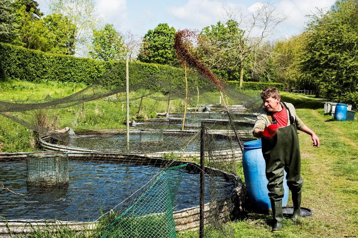 3 ways you can learn Biofloc Fish Farming online