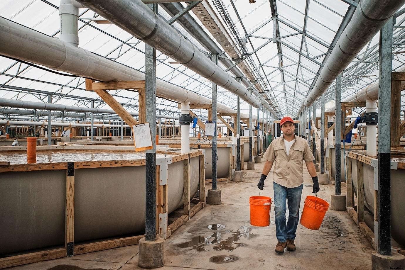 3 ways you can learn Biofloc Fish Farming online