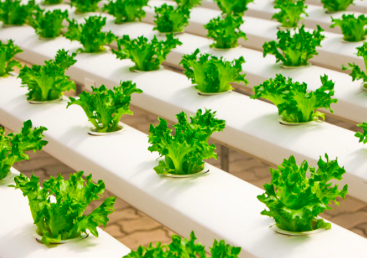 Hydroponics at Home- A Walkthrough