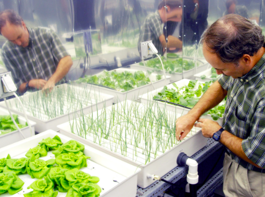 Hydroponics at Home- A Walkthrough