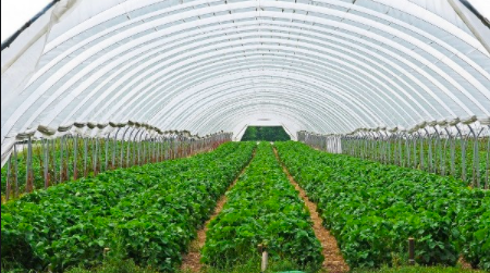Merits and demerits of Polyhouse farming in India