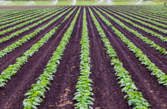 What is Commercial Farming?