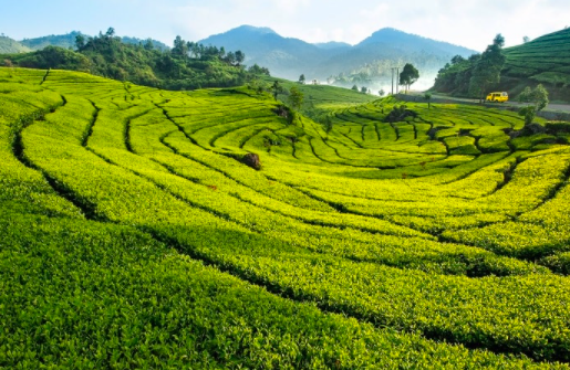 What is Commercial Farming?