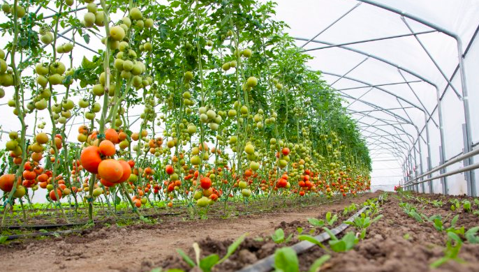 What is Commercial Farming?