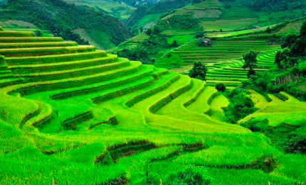 Terrace Farming- The basics to get started