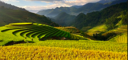 Terrace Farming- The basics to get started