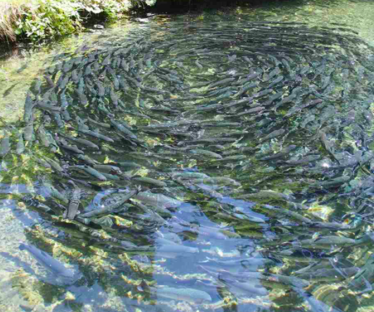 How to 10X your income with Fish Farming