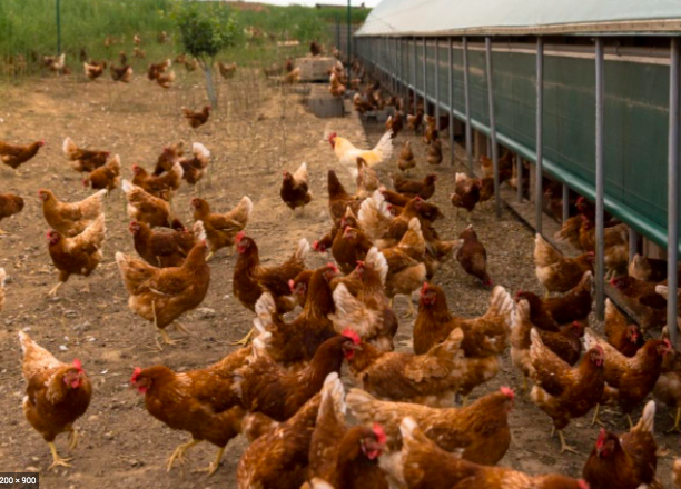 Doing poultry farming in India- A complete guide