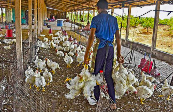 Doing poultry farming in India- A complete guide