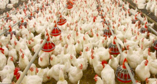 Doing poultry farming in India- A complete guide
