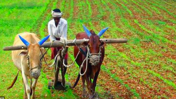 Commercial farming specifics- Top things you should know about