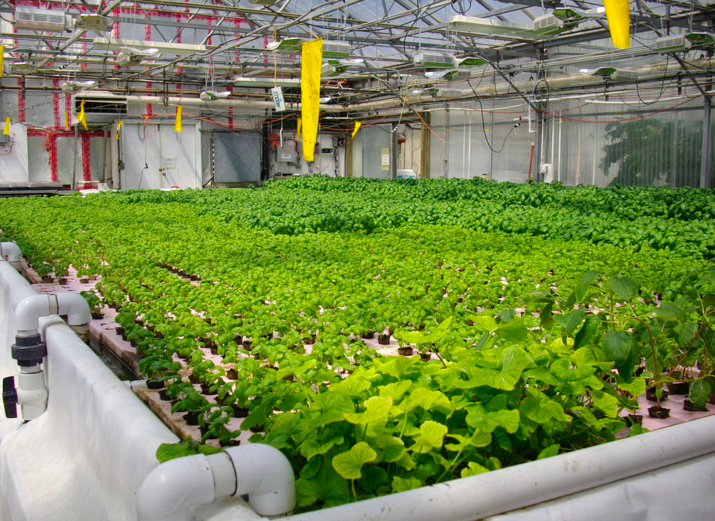 Commercial farming specifics- Top things you should know about