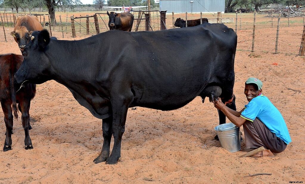 Dairy Farming in India- A lowdown