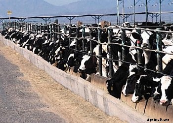 Dairy Farming in India- A lowdown