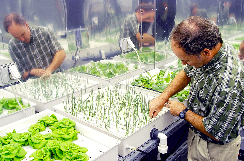 Hydroponics Farming- Everything you need to know in 2020