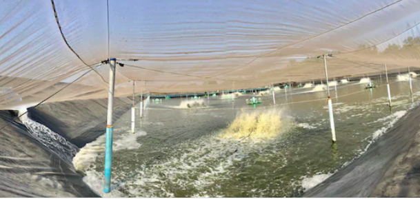 Biofloc Farming Guide: Getting Started With Biofloc Farming