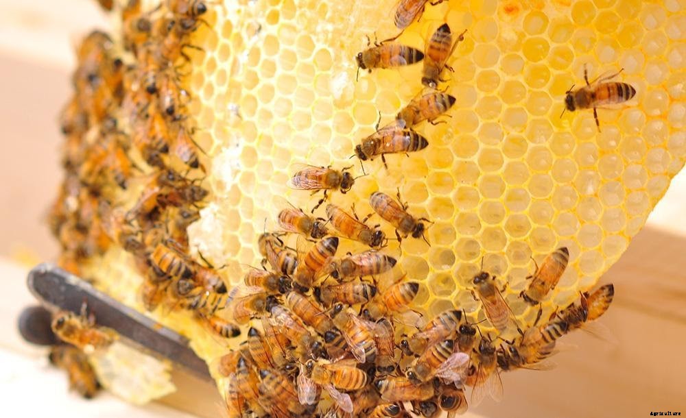 Beekeeping in India- A Complete Guide to Beekeeping Farming in 2020