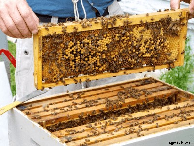 Beekeeping in India- A Complete Guide to Beekeeping Farming in 2020