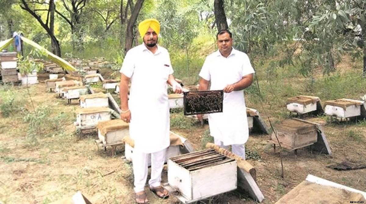 Beekeeping in India- A Complete Guide to Beekeeping Farming in 2020