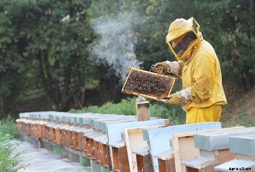 Beekeeping in India- A Complete Guide to Beekeeping Farming in 2020
