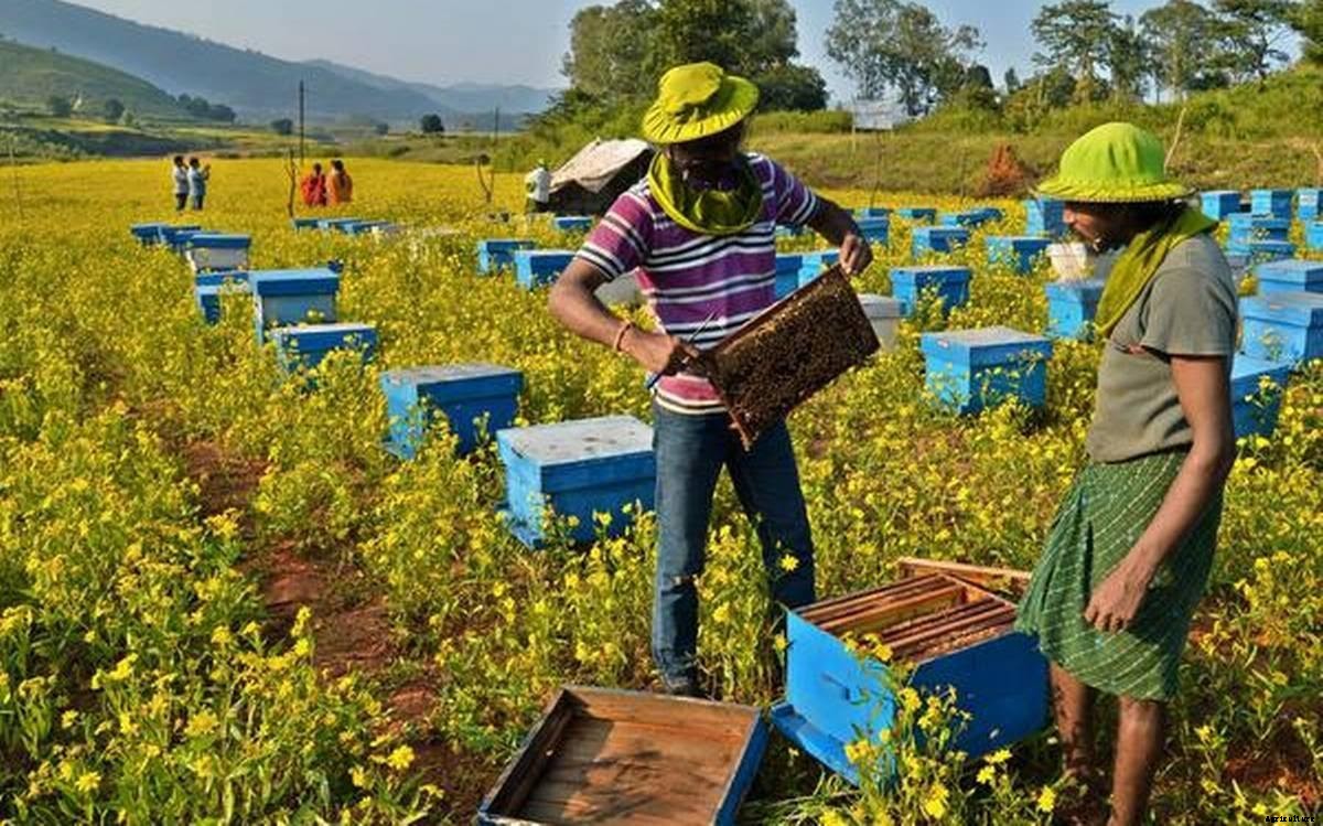 Beekeeping in India- A Complete Guide to Beekeeping Farming in 2020