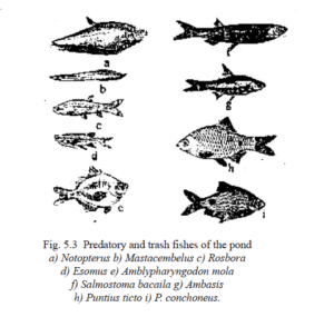 Management of Culture Systems