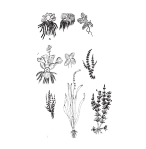 Management of Culture Systems