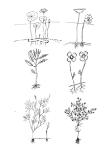 Management of Culture Systems