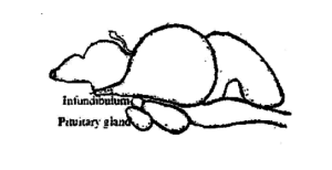 SEED PRODUCTION TECHNOLOGIES